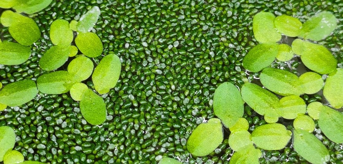Plants growing under controlled conditions